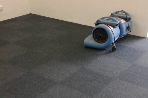 carpet cleaning by adam steam cleaning