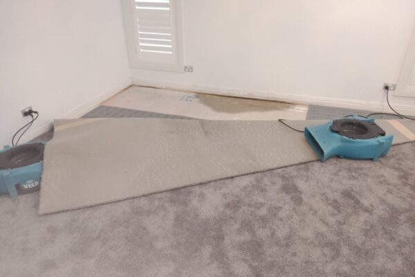 Carpet Cleaning By Adam Steam Cleaninng